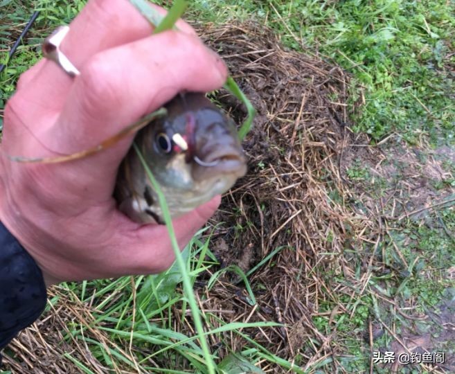 可视鱼钩单钩与双钩哪个中鱼率高,鱼钩单钩与双钩哪个中鱼率高