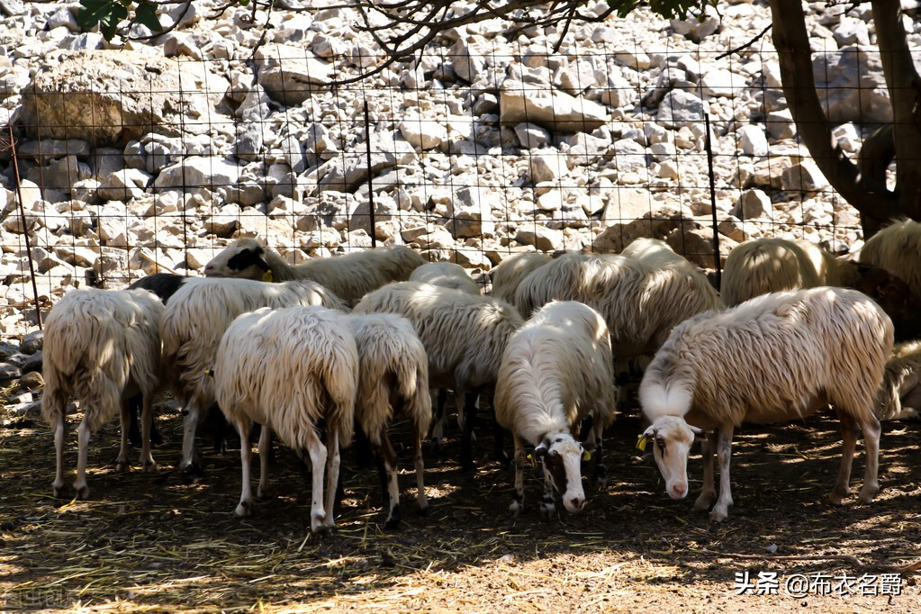 高寒区绵羊地方性流产防控策略