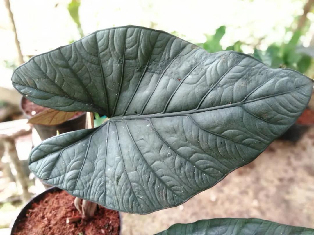 10片叶子的绿植,室内绿植盆栽一元