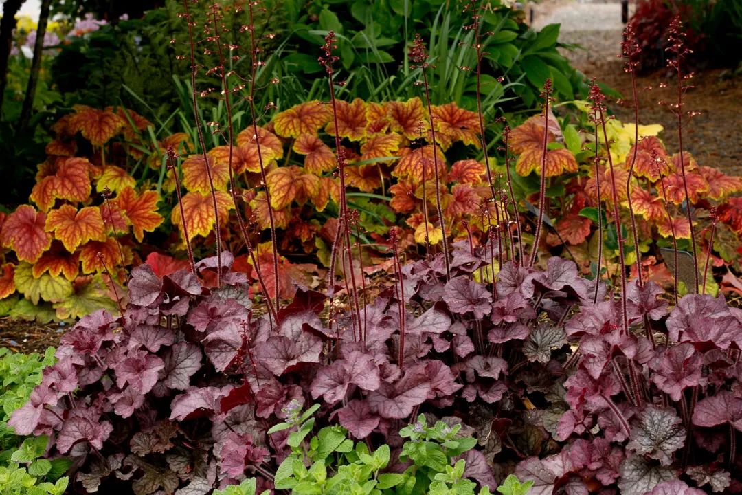 矾根的全能型选手来了，南北皆宜，色彩丰富