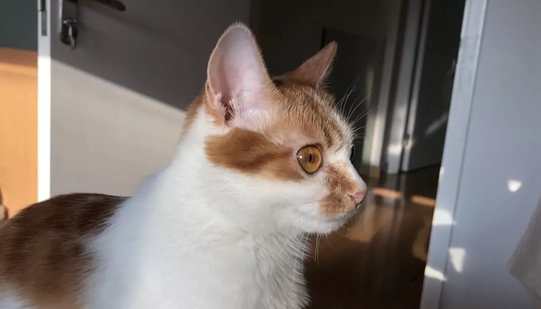 猫咪黑下巴红霉素和凡士林用多少,猫咪总是流棕色眼泪还有点黑下巴