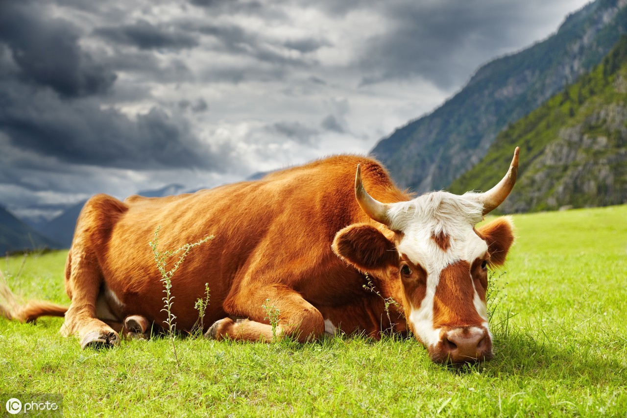 母牛产后子宫脱垂治疗体会,母牛产后子宫脱垂处理教程