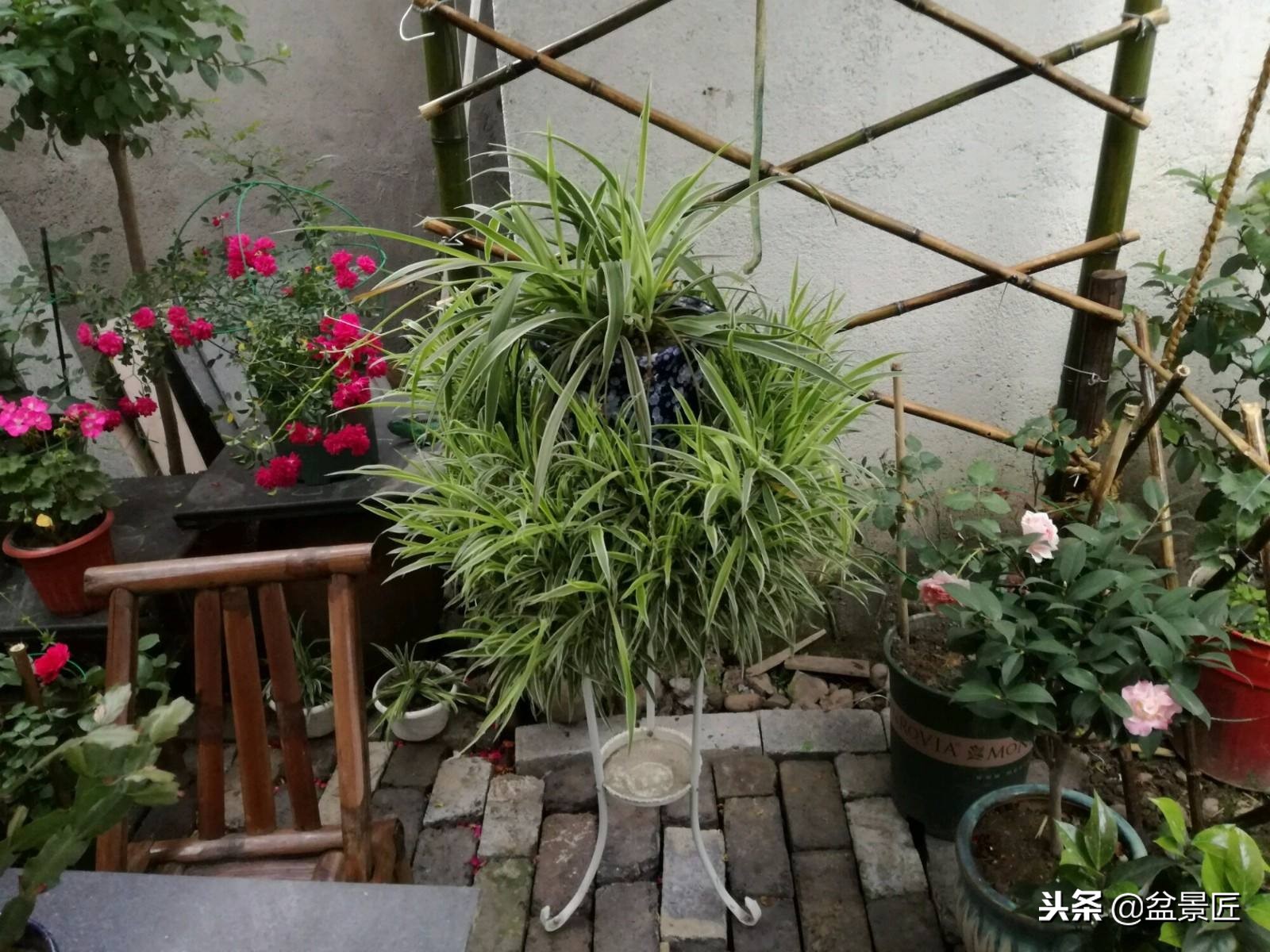 金边吊兰越长越瘦怎么办,吊兰越养越瘦什么原因