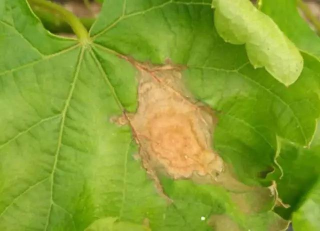 葡萄生理性枯叶怎么处理,葡萄落叶病害治疗