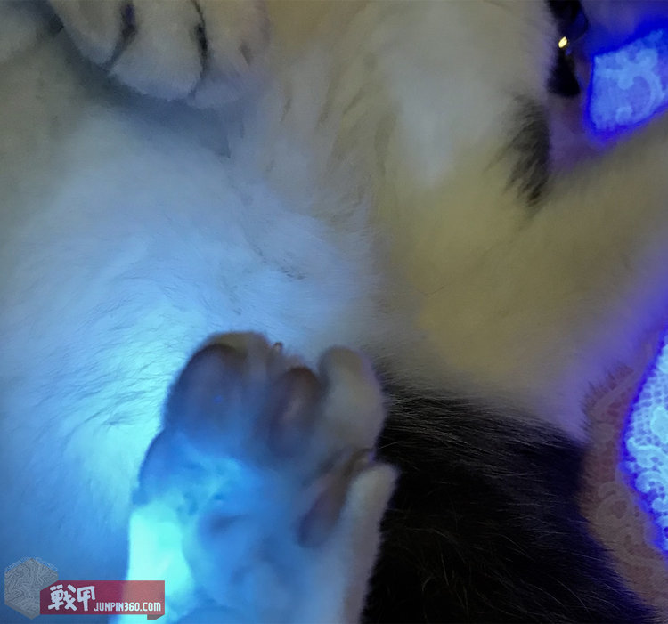 猫猫健康探照灯——纳丽德Dr.K3UV伍德灯简评