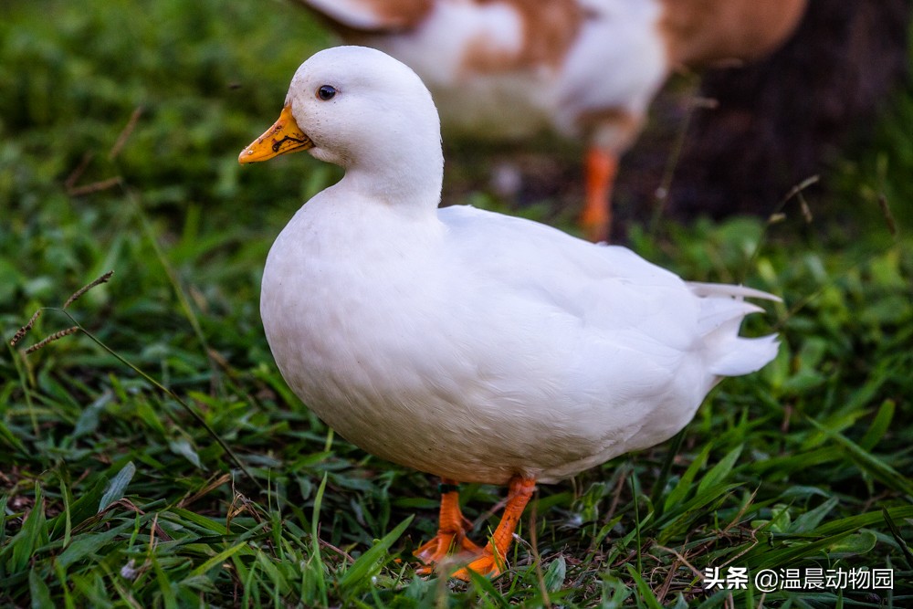 网红柯尔鸭容易养吗,柯尔鸭为什么是网红宠物