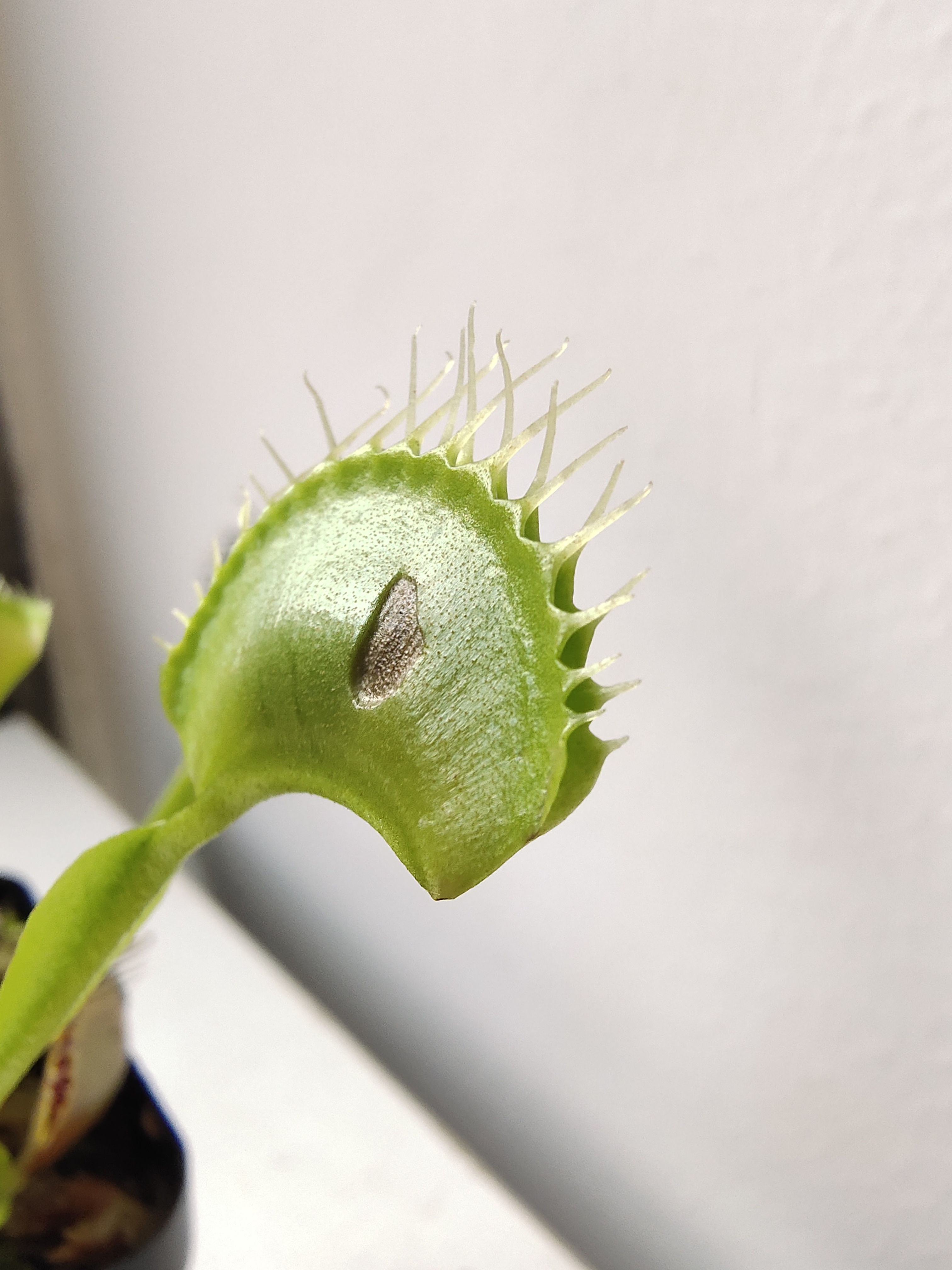 捕蝇草不健康怎么办,捕蝇草5大禁忌