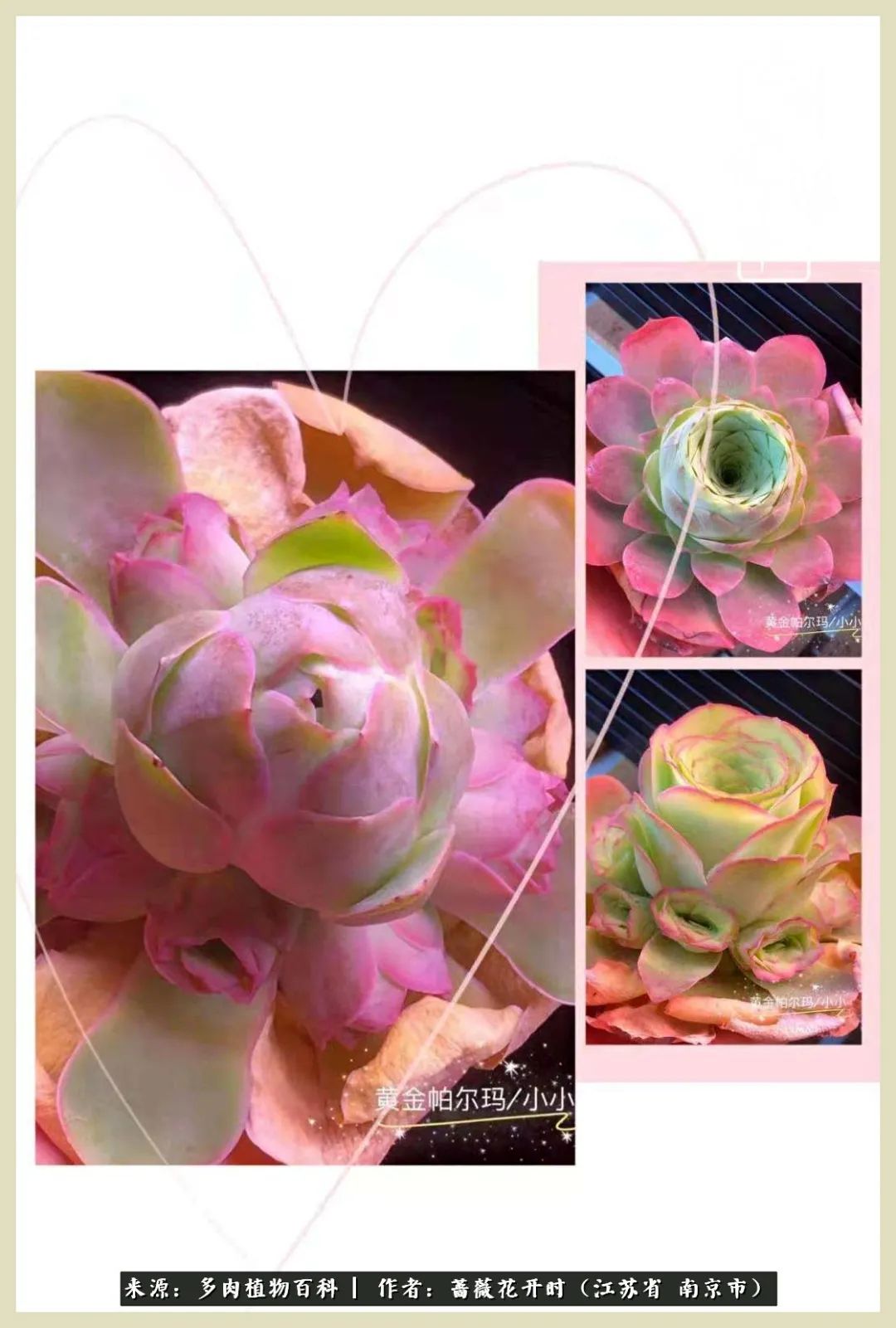 又见颜的妩媚，色的诱惑！这些山地玫瑰礼盒惊艳了眼眸