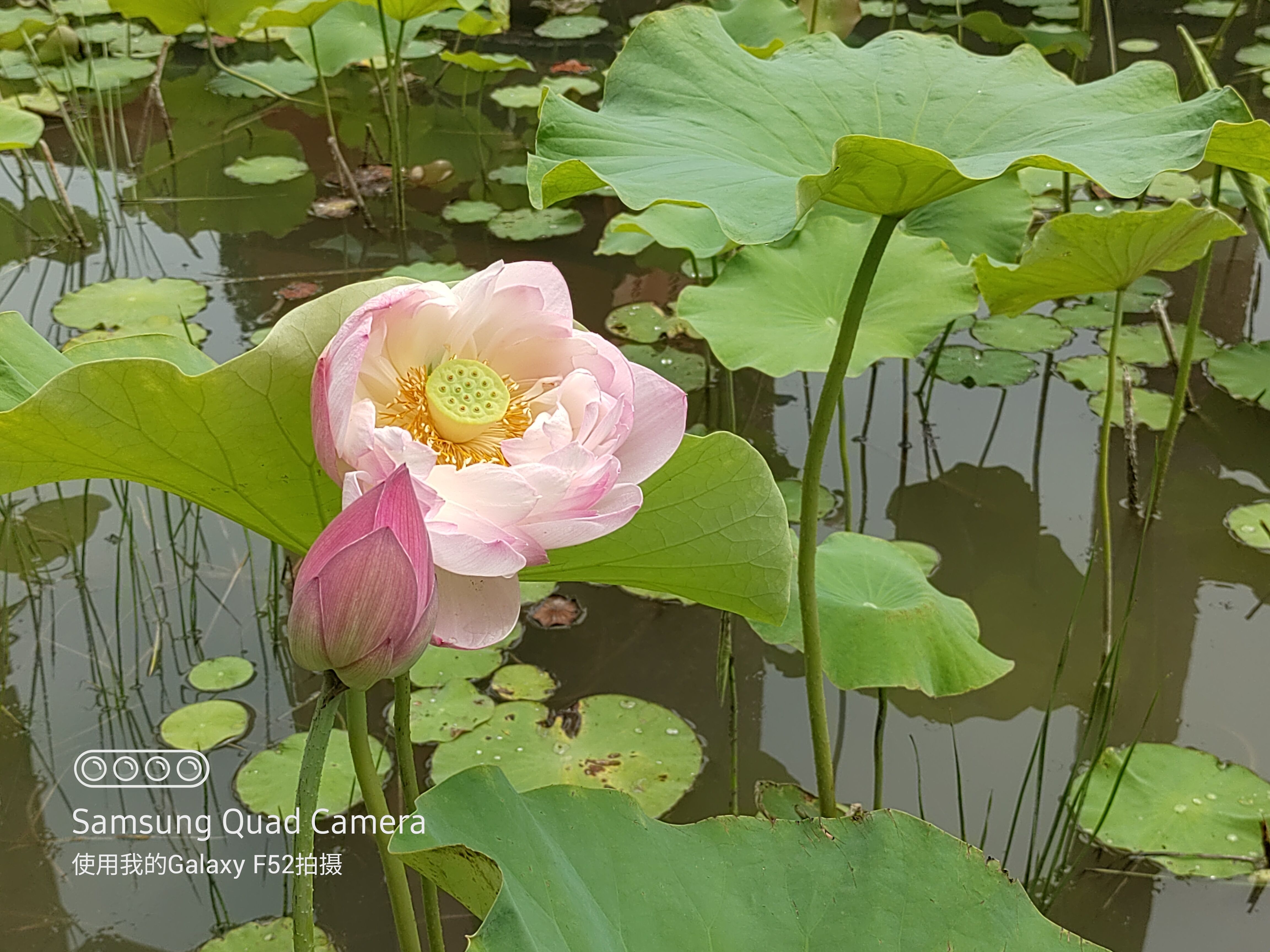 三星galaxyf525g开售,三星galaxyf52官方标配包含哪些