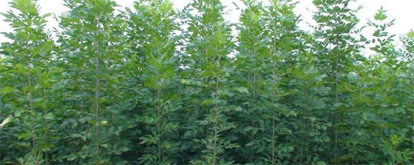 庭院种植白蜡树风水如何,白蜡树怎么养最好