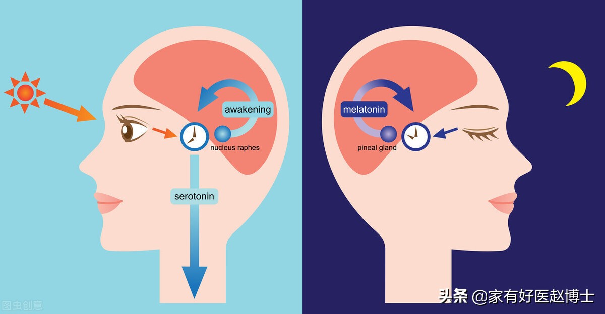 助眠药物褪黑素可以自己买到吗,褪黑素助眠片有用吗
