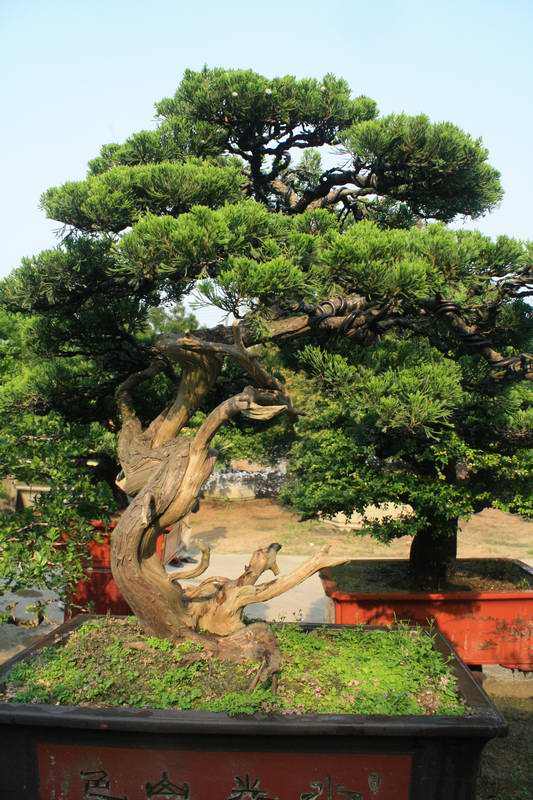 种花槽的九里香怎样养,养九里香的技巧视频