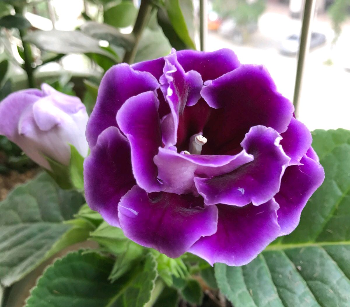 人养花花,人养花花养人哪些花养人