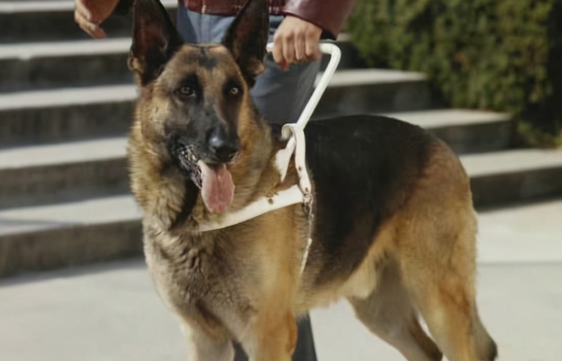 德国牧羊犬犬种介绍,德国牧羊犬是不是危险犬种