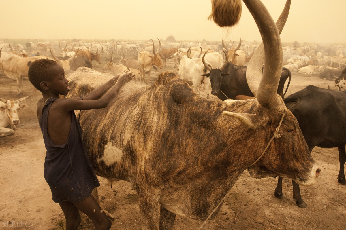 马肉在北非不是肉，是灵丹妙药