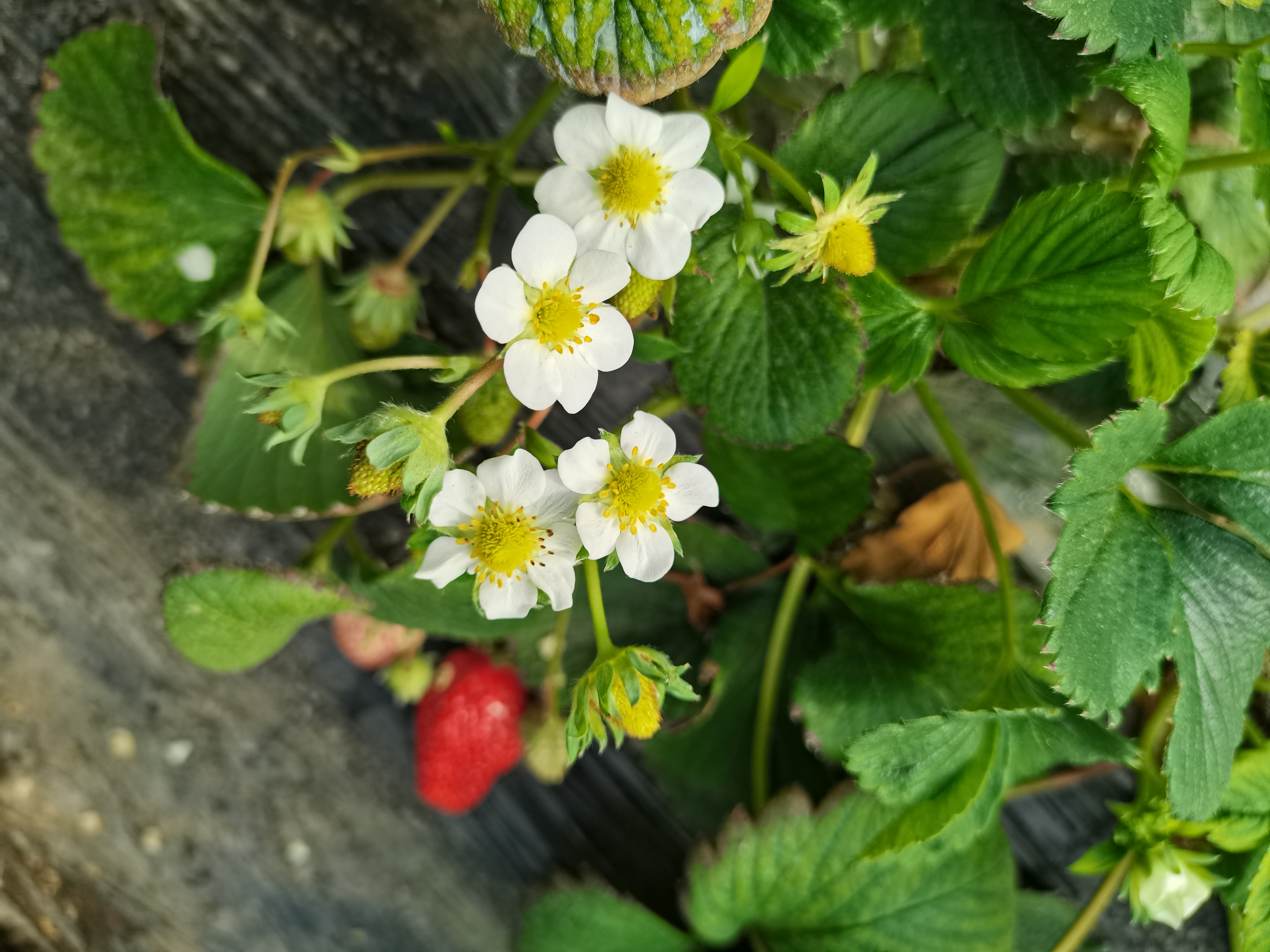 急性心梗一般住院多久,65岁急性心梗