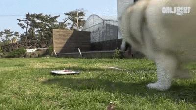 二哈为什么变瘦了,二哈太胖了必须要减肥