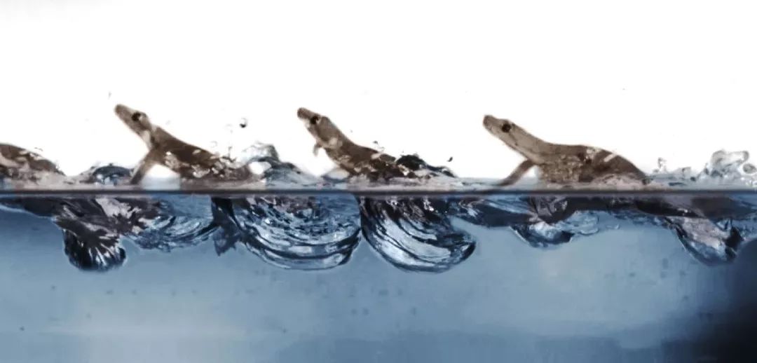 壁虎爬墙轻功,壁虎轻功水上漂的秘密是什么