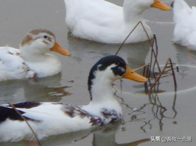 母鸭输精最好的方法,母鸭授精