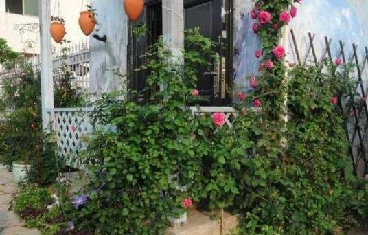 室内绿萝养花知识大全,绿萝养花技巧大全