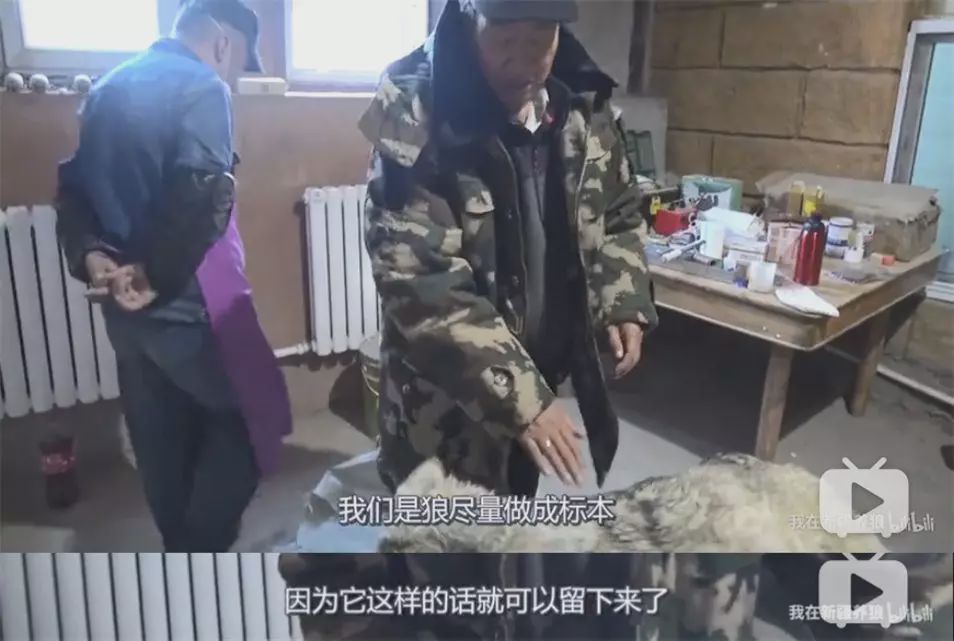 养狼disco：我在*疆新**，把狼养成了哈士奇