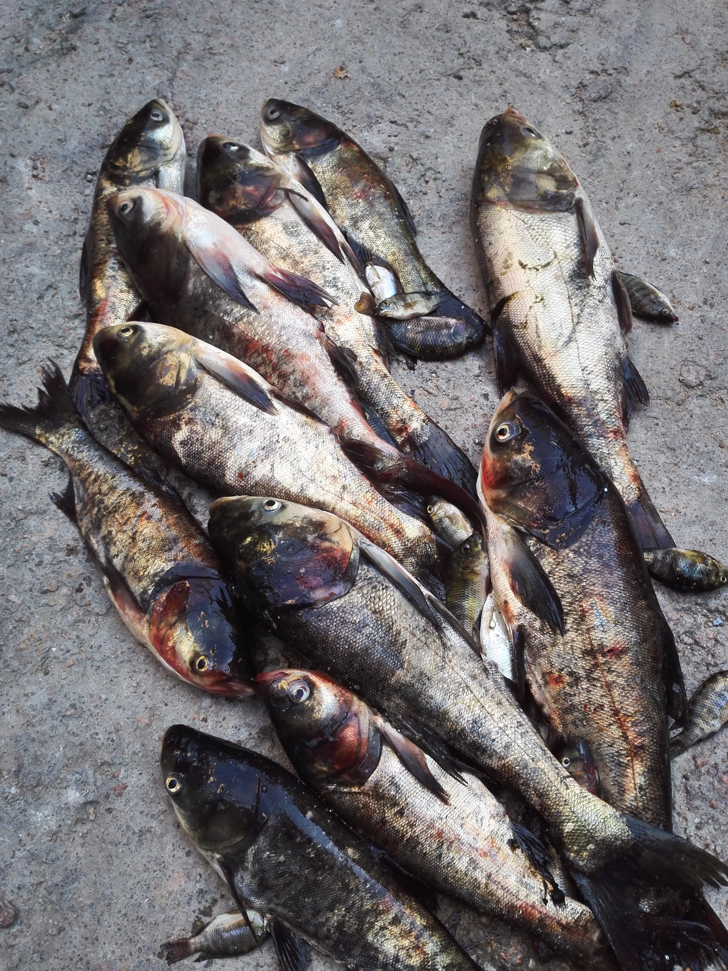 pe线主线和尼龙线子线搭配方法,尼龙线当子线好还是pe线当子线好