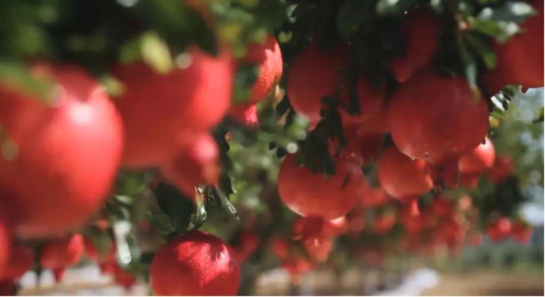 会种也会卖如何拿下软籽石榴市场,租地种植软籽石榴怎么样