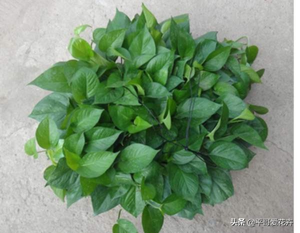 绿萝叶片发黄应该怎么治,绿萝叶片发黄是怎么回事儿