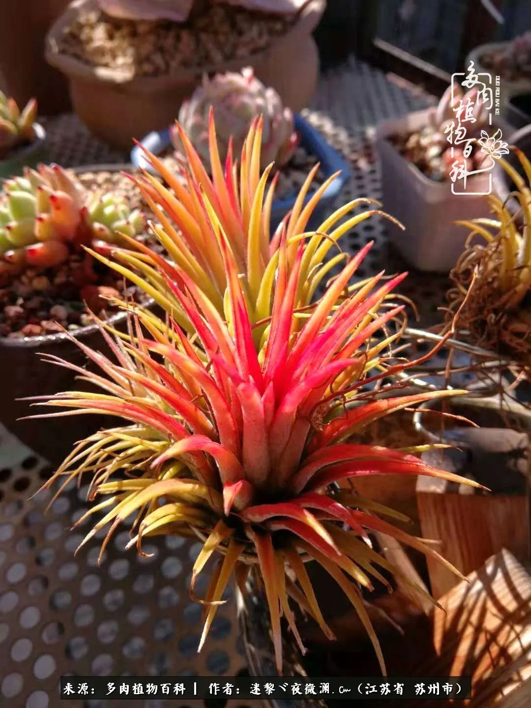 围观多肉版武林大会，一起穿越吧,下