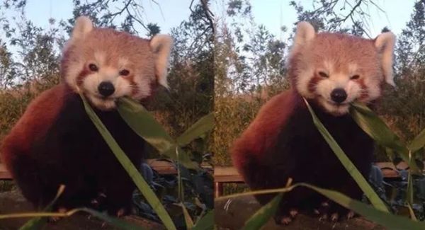 萌萌的动物名字,萌萌哒的植物角名称