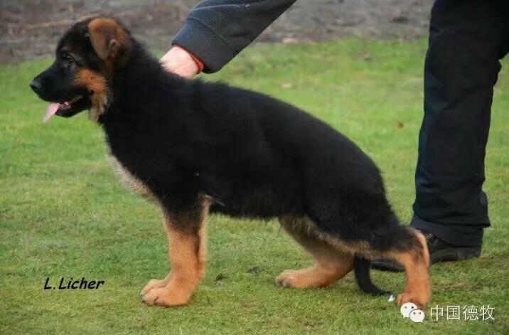 德国牧羊犬图片霸气大全集,德国牧羊犬图片精品