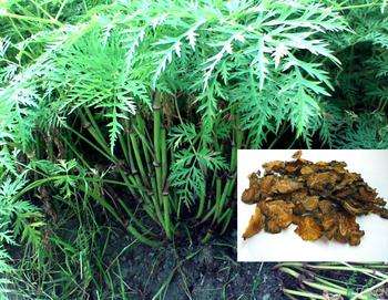 蘼芜，见过吗？即川芎的苗叶，可做香料、香囊，辟邪恶