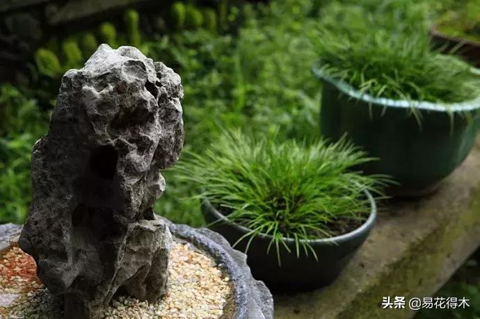 赞美菖蒲盆景的诗句,盆景诗词经典赏析