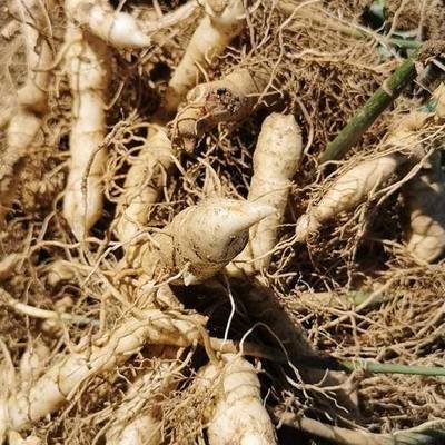 黄精列于草部之首，仙家以为芝草之类，以其得坤土之精粹