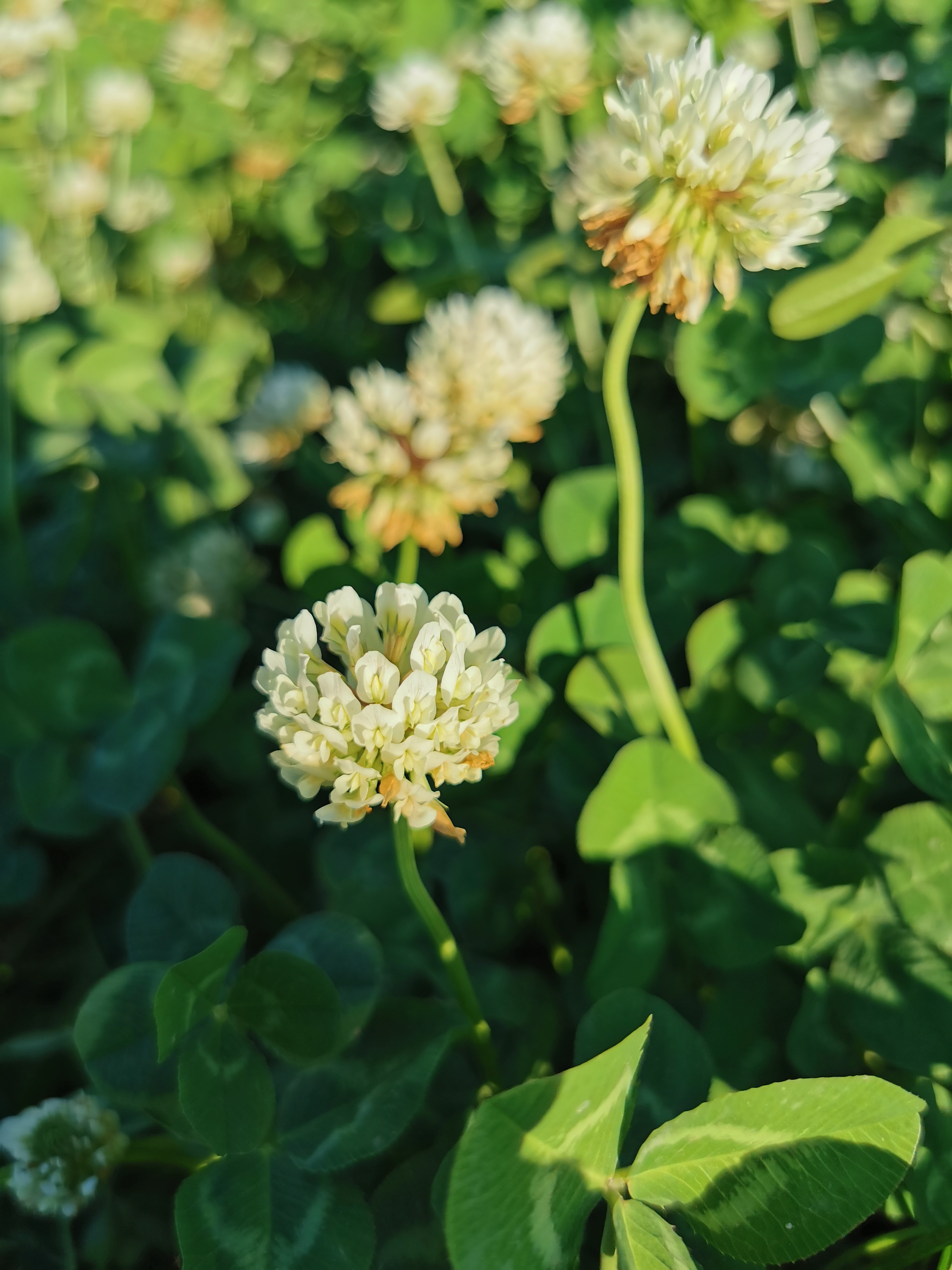 天津空港七彩花田清明有油菜花吗,今年空港七彩花田有油菜花吗