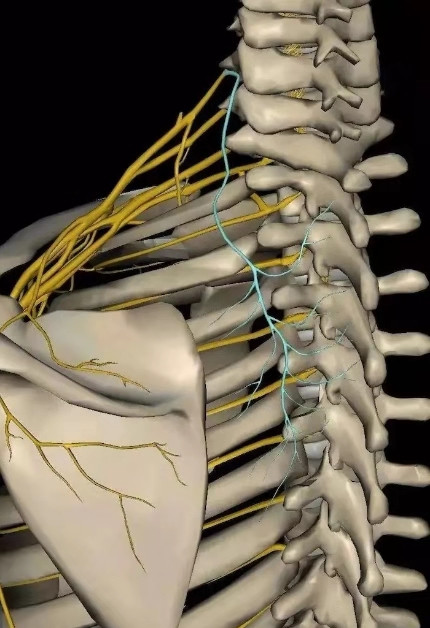 肩胛背神经卡压的病因,肩胛背神经卡压来自哪里