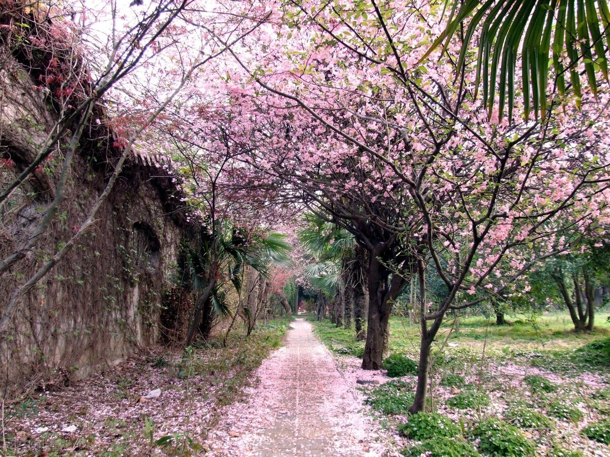 杜甫有五言绝句,杜甫五律解读