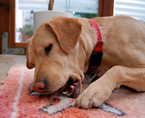 拉布拉多老了长啥样,拉布拉多老了还会怀孕吗