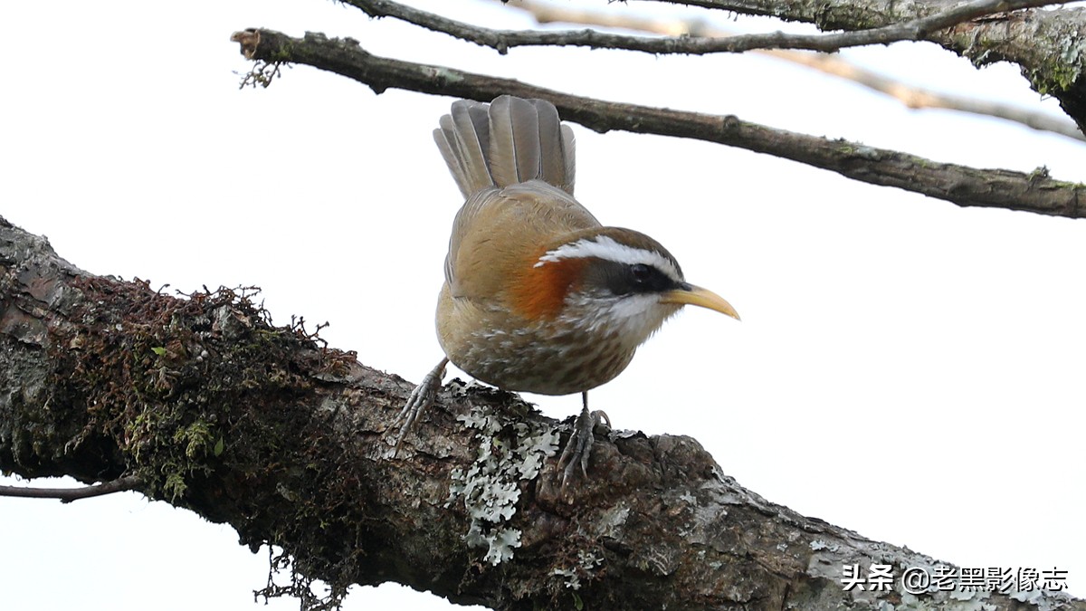 无量山镇游玩攻略一日游,无量山旅游攻略一日游多少钱