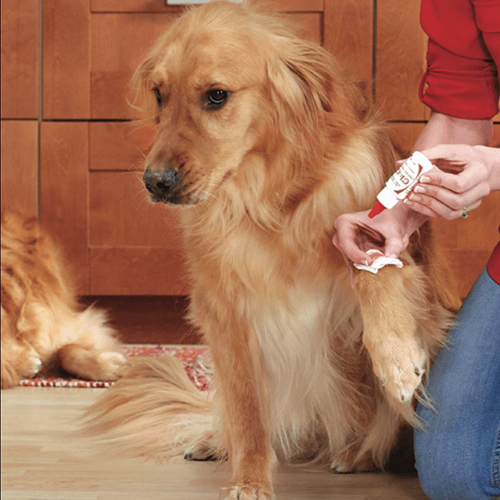 狗狗受伤了怎么办,狗狗受伤了应该怎么办