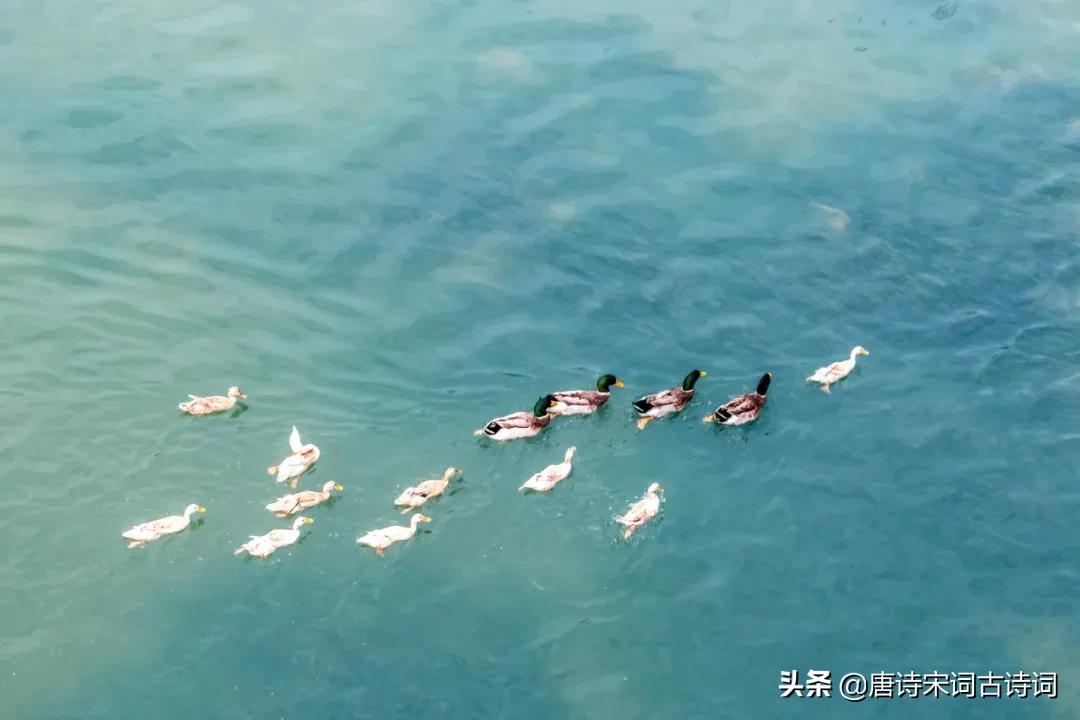 昨夜春风至堂前,昨夜春风花满枝