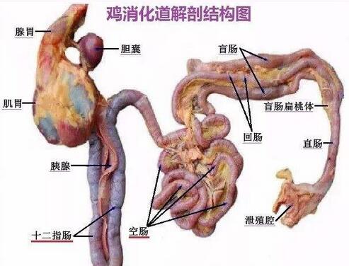 养鸡肠道消化系统图谱讲解,养鸡肠道的调理方法