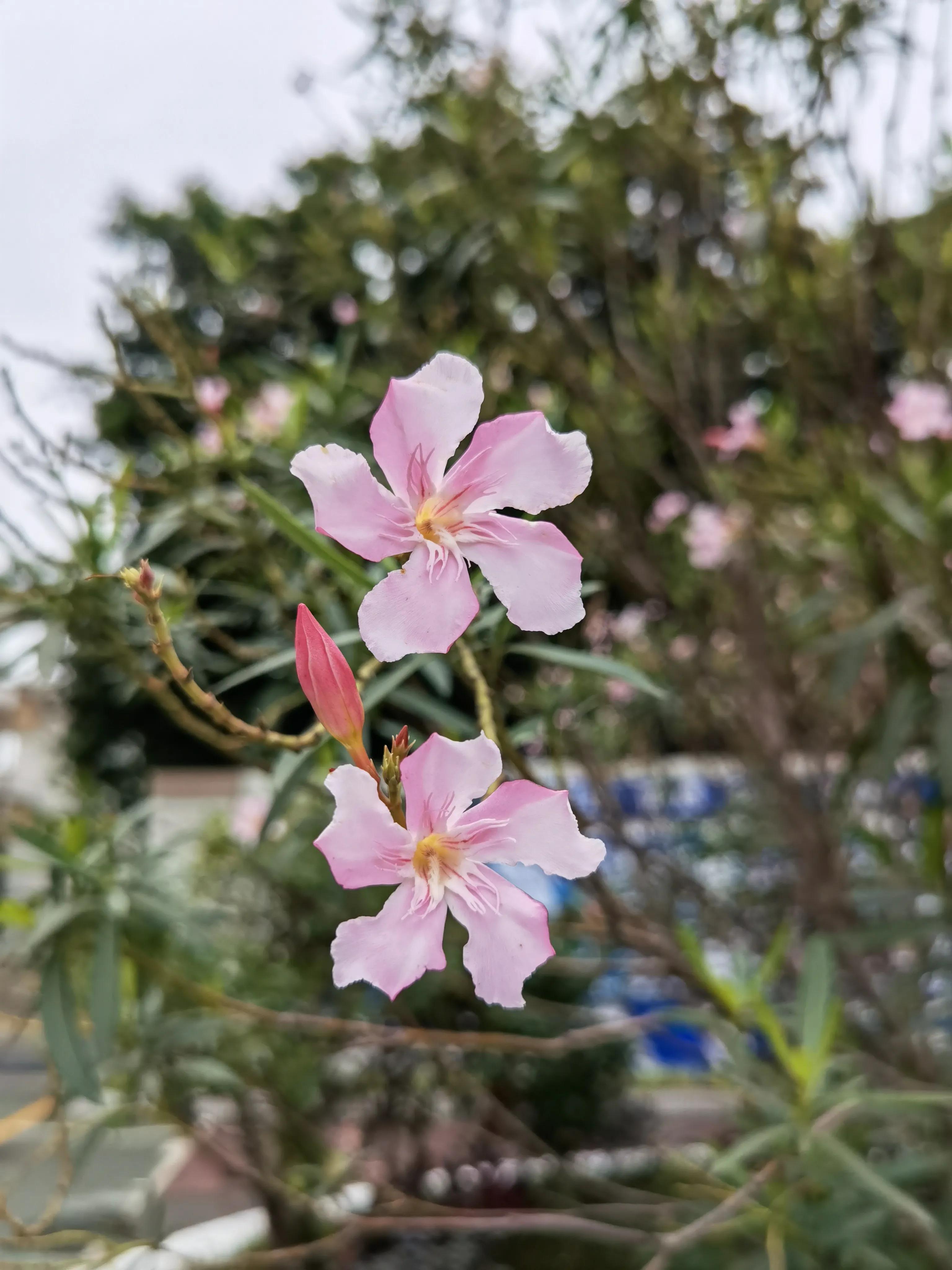 曾经特别火的拍照手机,那些年的拍照手机