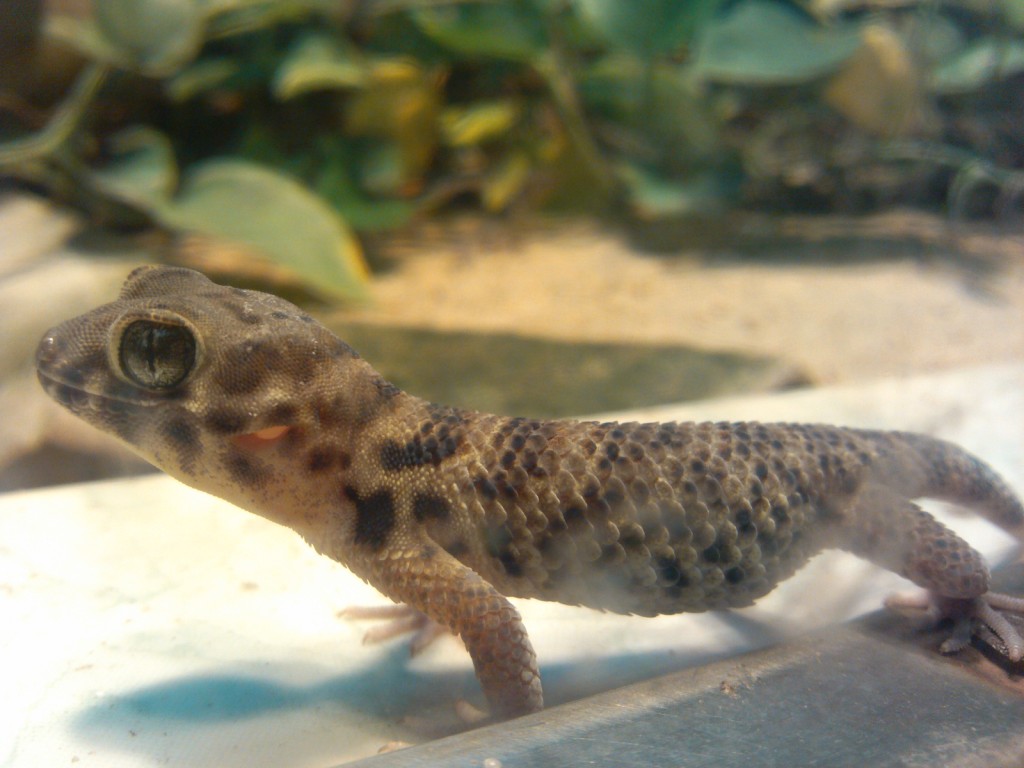 蜥蜴的造型,蜥蜴刚破壳的样子