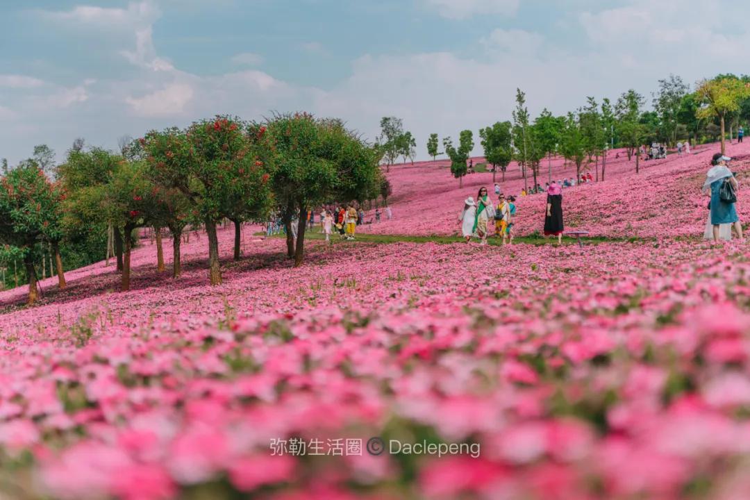 云南最美小镇图片,云南太平湖森林公园花海