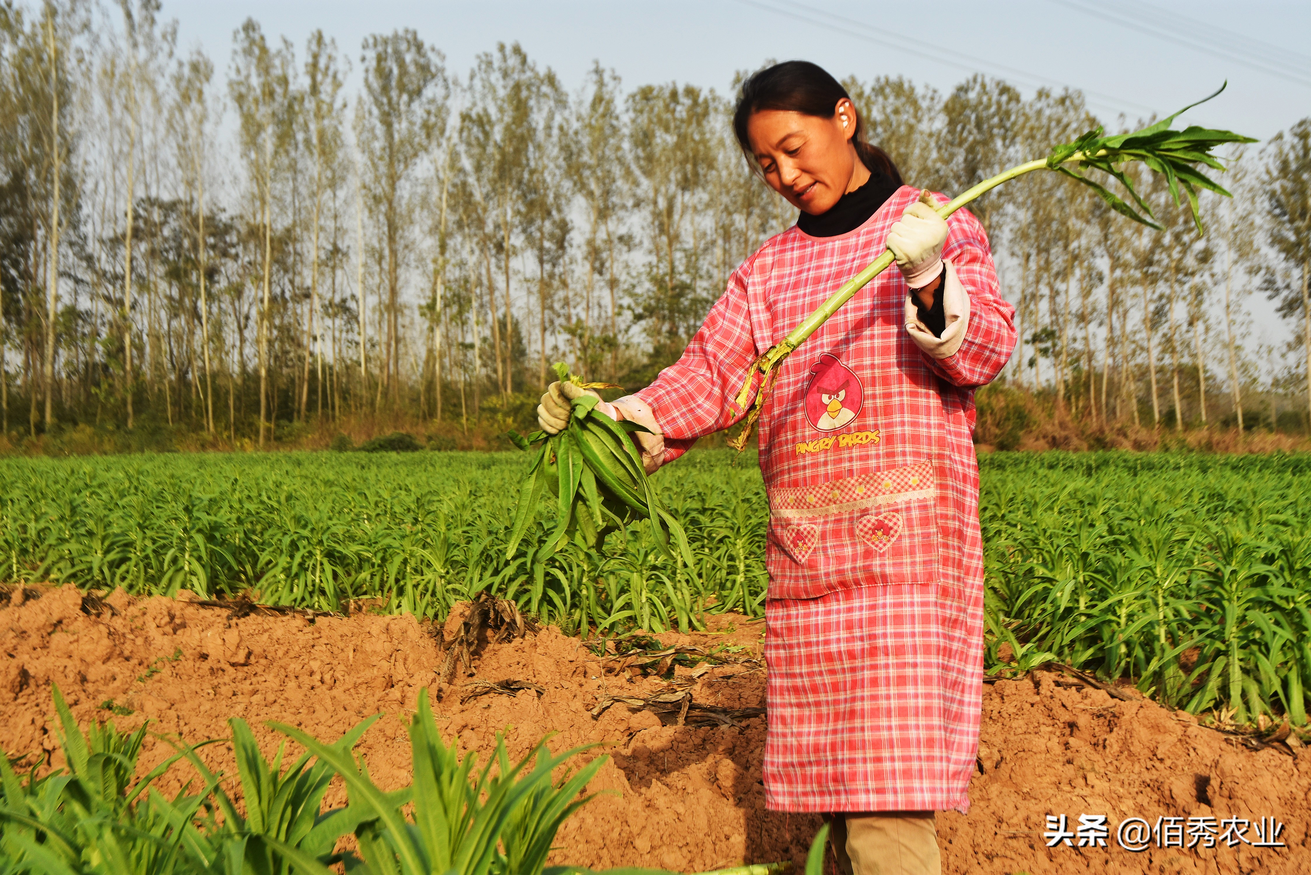 农村中年妇女能干什么赚钱,农村中老年妇女在家干什么能挣钱