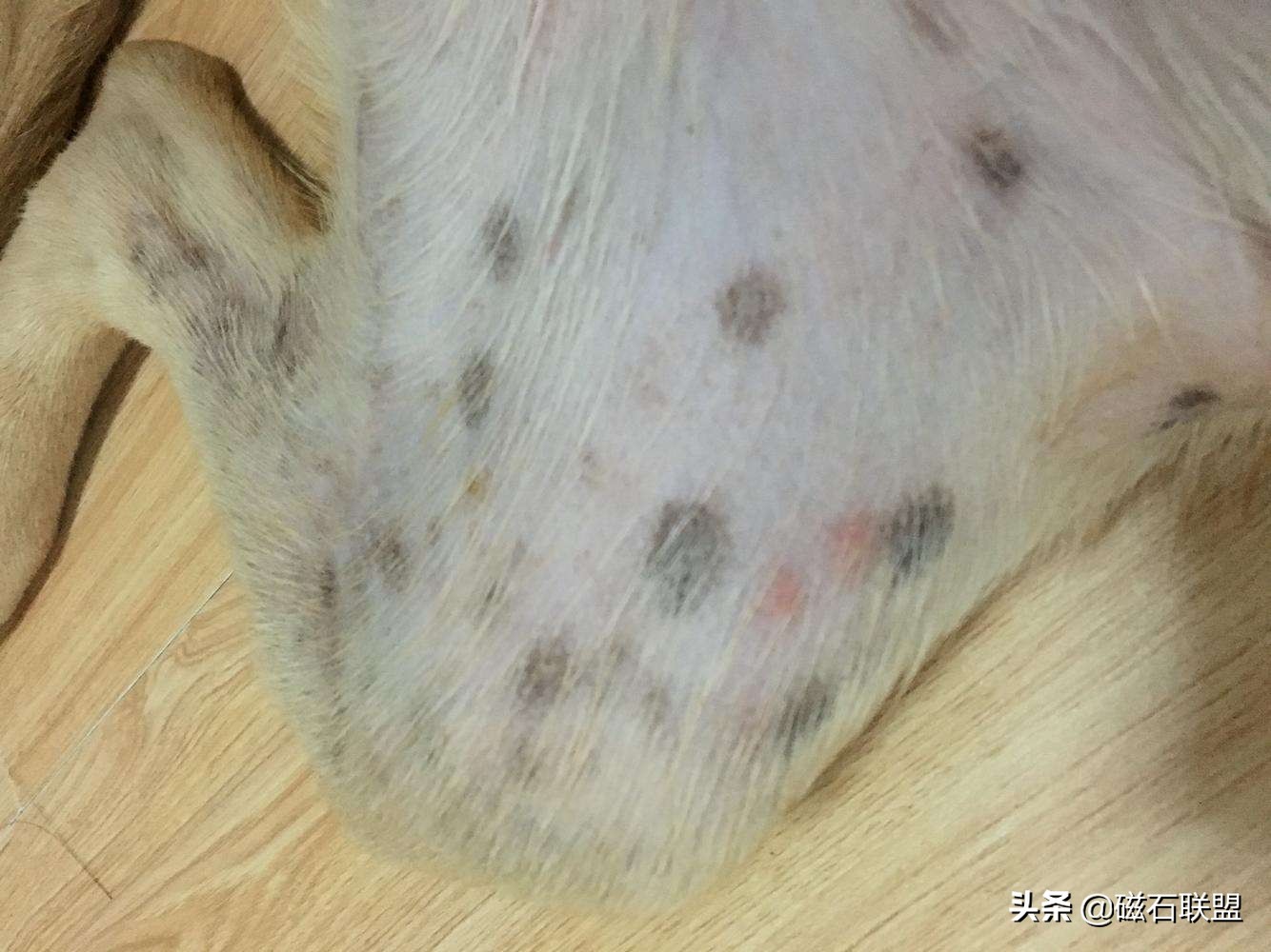 辟谣！犬皮肤病你还在一抹药膏了事吗？不同的病因需要不同的对待