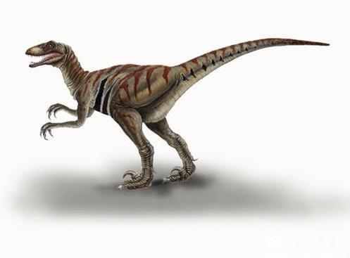 迅猛龙和伶盗龙打架的化石,迅猛龙盗龙恐爪龙