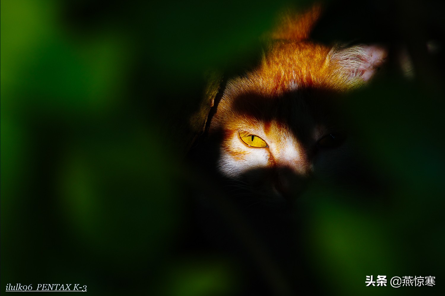 理光镜头和宾得通用吗,宾得理光图片大全