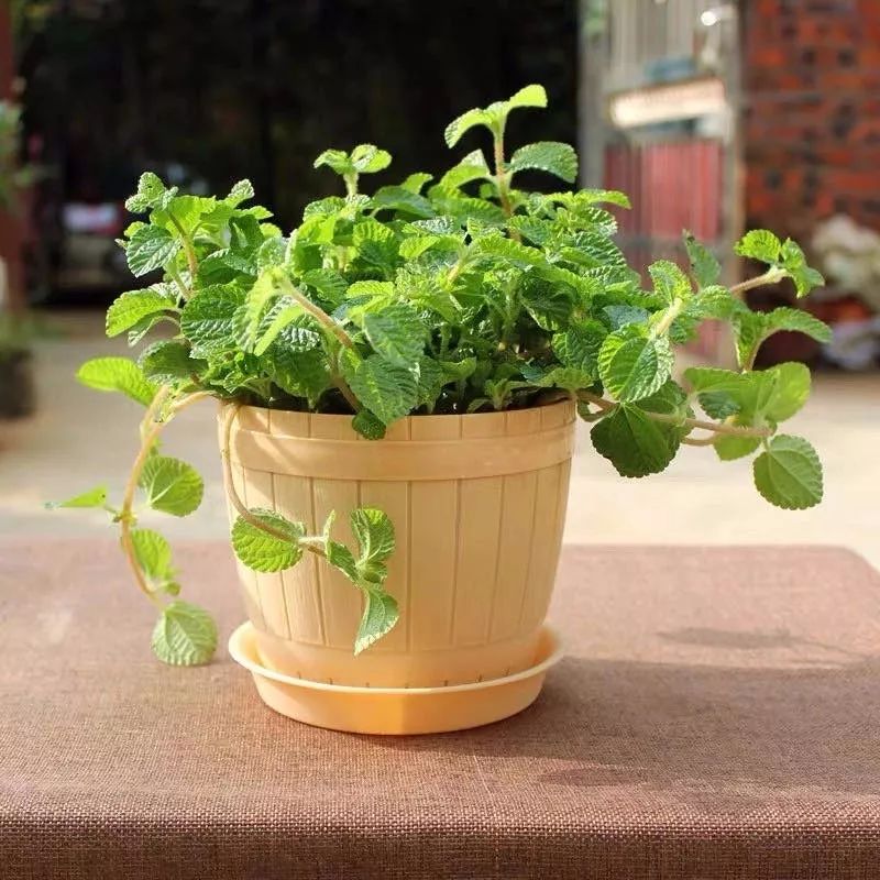 室内养的吸毒植物,20种吸毒花除甲醛